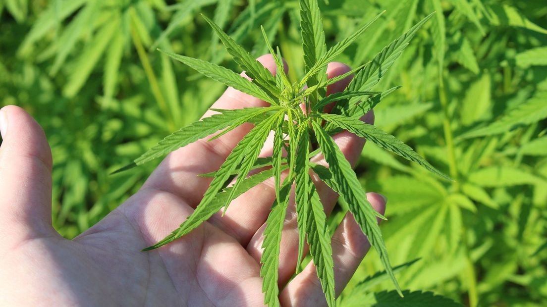 Hennep Plant Wiet