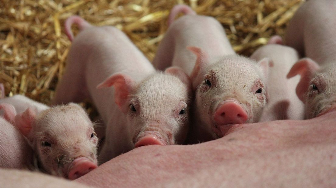 Deze biggen hopen geen Afrikaanse varkenspest te krijgen