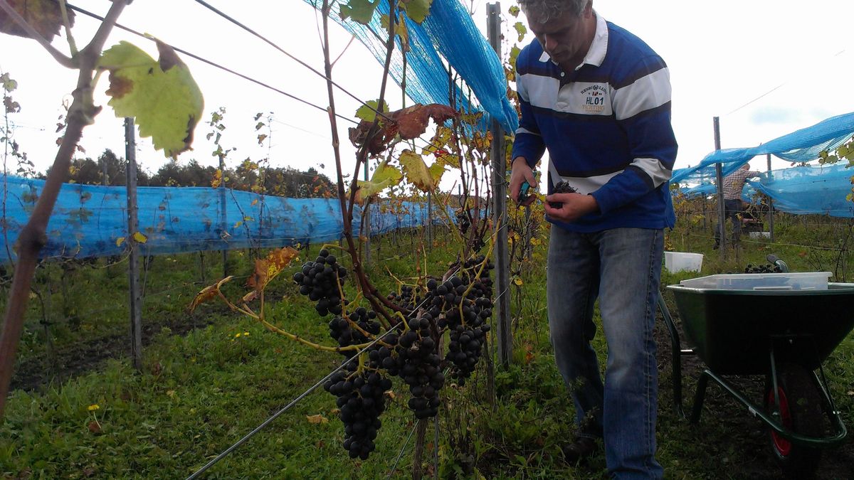 Druivenoogst beter dan vorig jaar