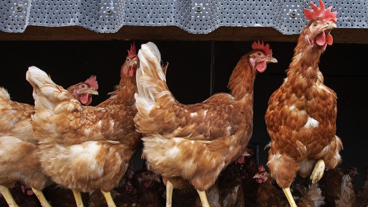 Vogelgriep vastgesteld in Schore, 76.000 kippen worden geruimd