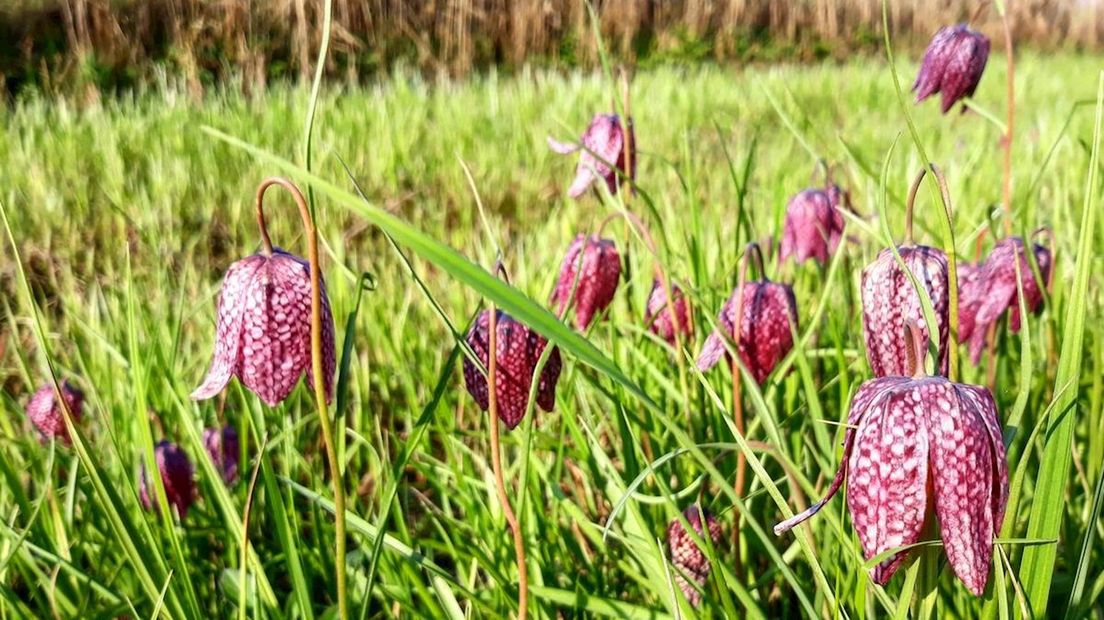 Bloeiende kievitsbloemen