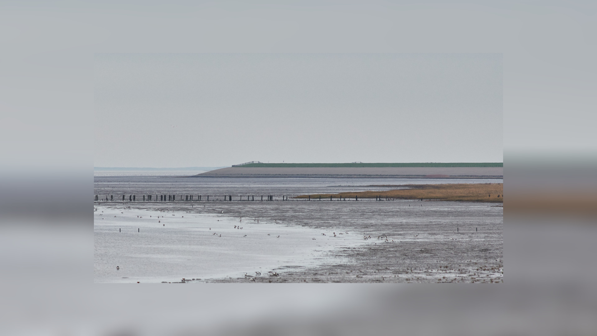 De kust tussen Koehool en Westhoek