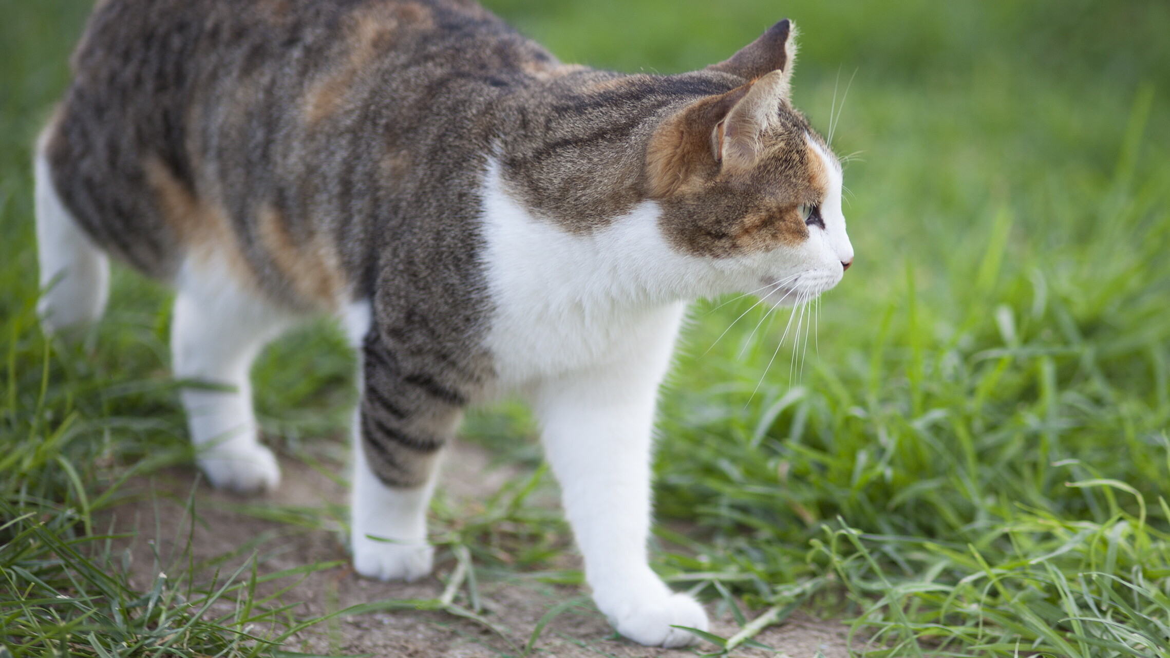 Lit poes net bûten op âldjiersdei