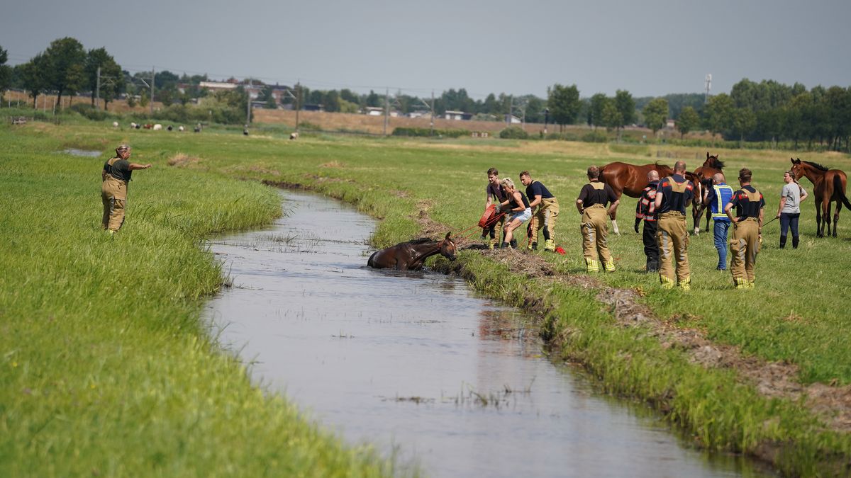 112 Nieuws: Brandweer redt paard uit sloot bij Reeve | Fatbiker botst op auto in Hengelo