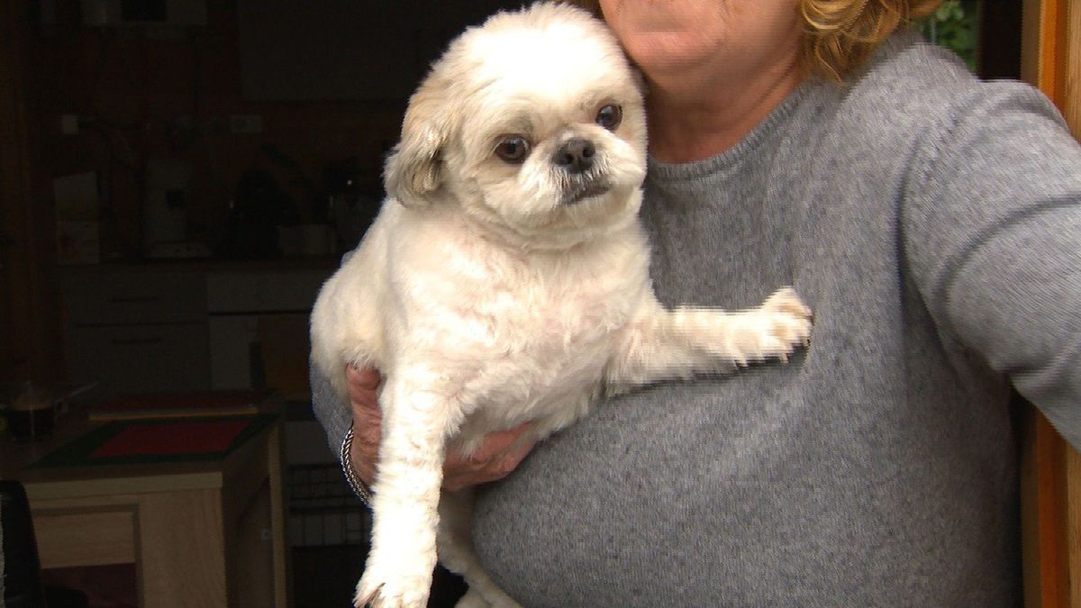 Expeditie Grunnen bezoekt een hondencamping