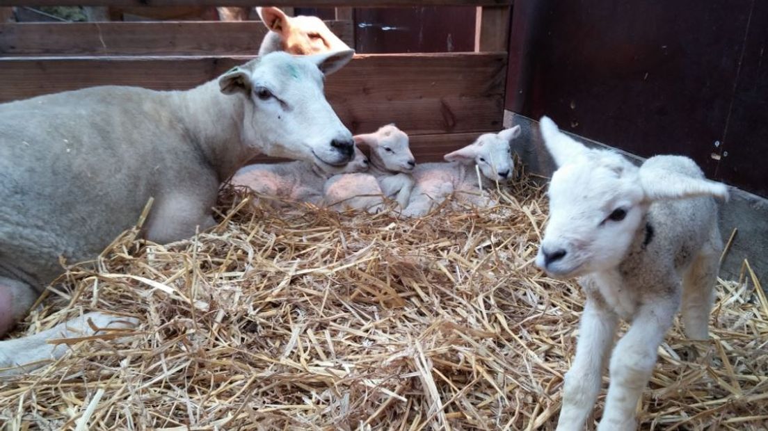 Bij zorgboerderij Tokhok in Arnhem werd vanochtend beschuit met muisjes gegeten. Daar werd maandag een lammetjesvijfling geboren. Dit tot grote verrassing van eigenaresse Esther van Kemp. Een vijfling is misschien niet uniek, maar wel zeldzaam. Suggesties voor leuke namen voor de lammetjes zijn welkom.