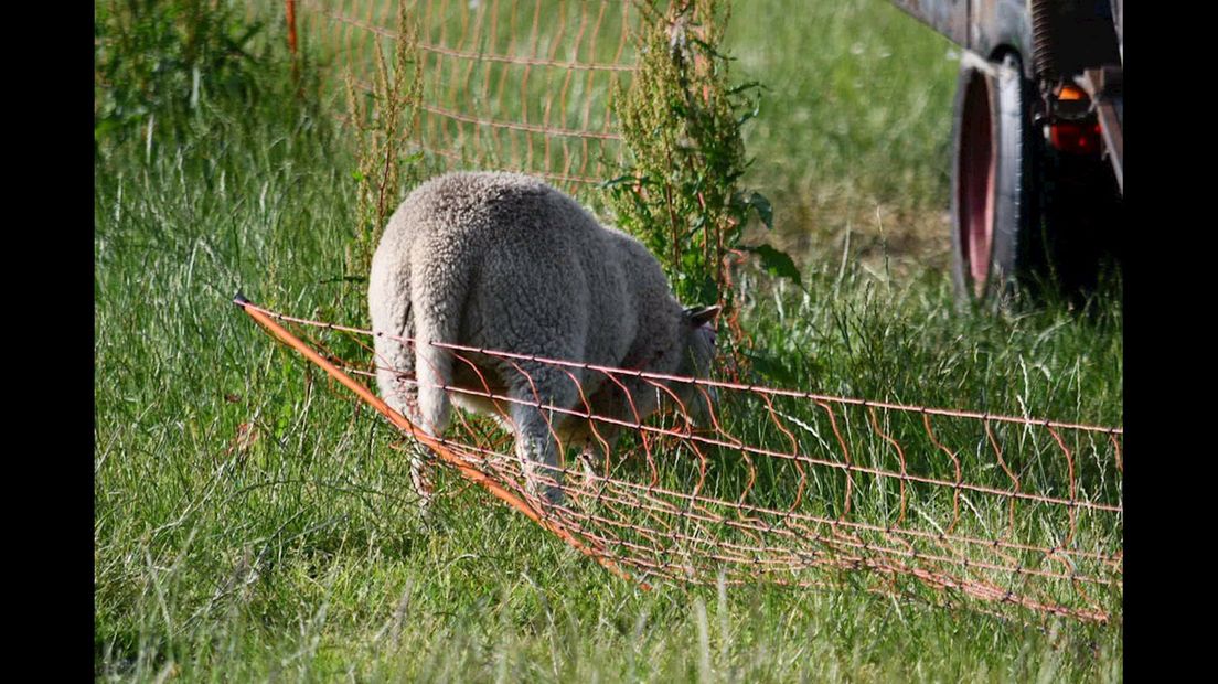 Politie druk met ontsnapte schapen in Vroomshoop