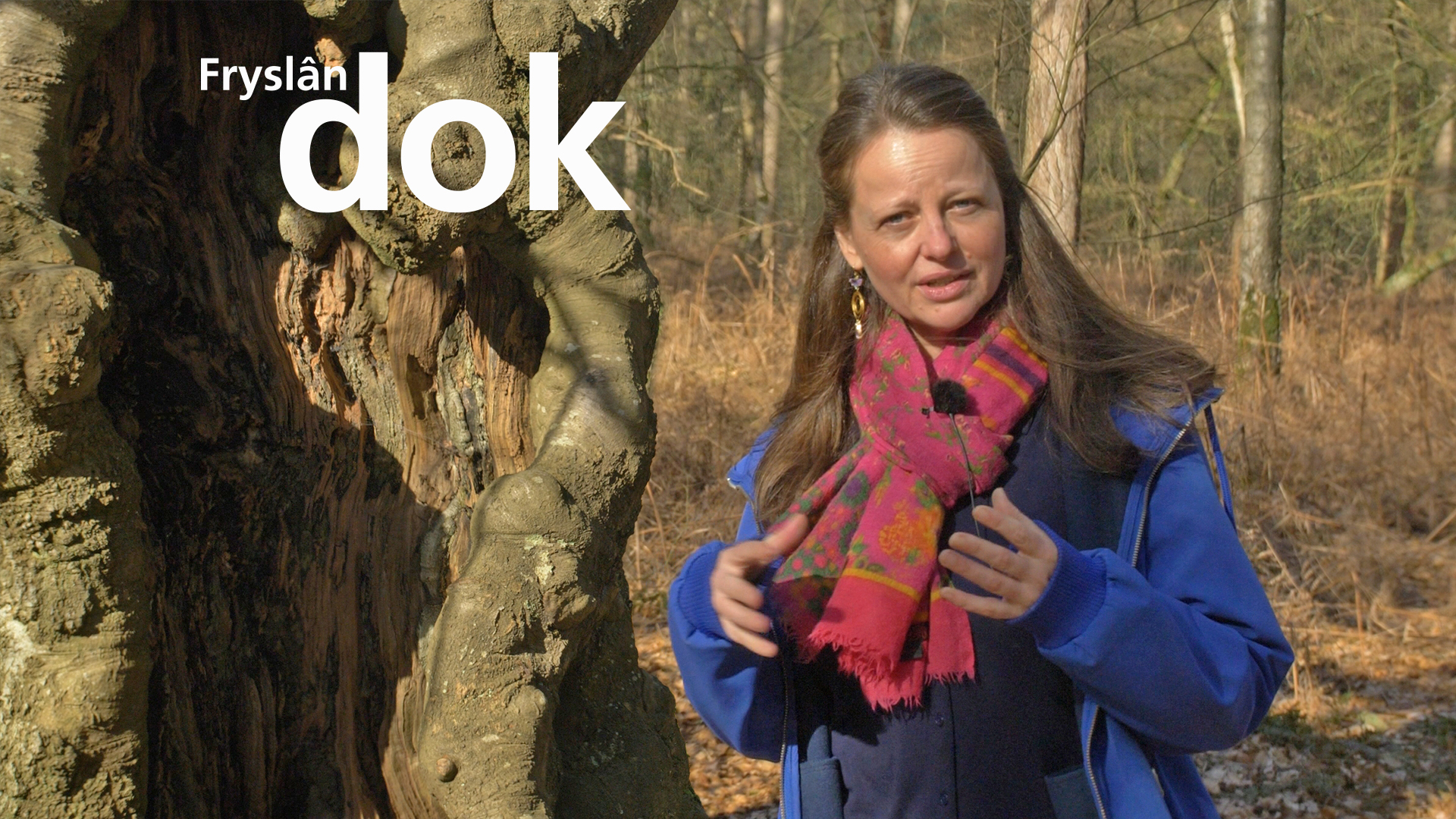 Ode aan het bos: "Bomen zijn het huwelijk tussen hemel en aarde"