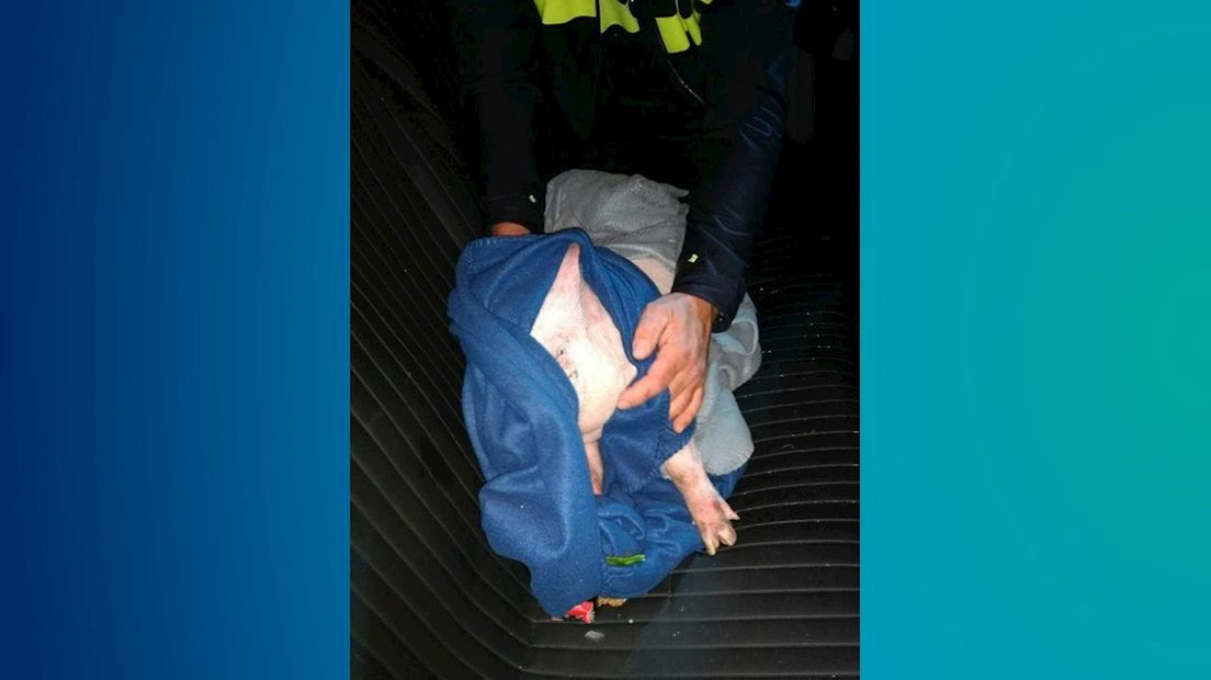 Avontuurlijke big gearresteerd in Hof van Twente