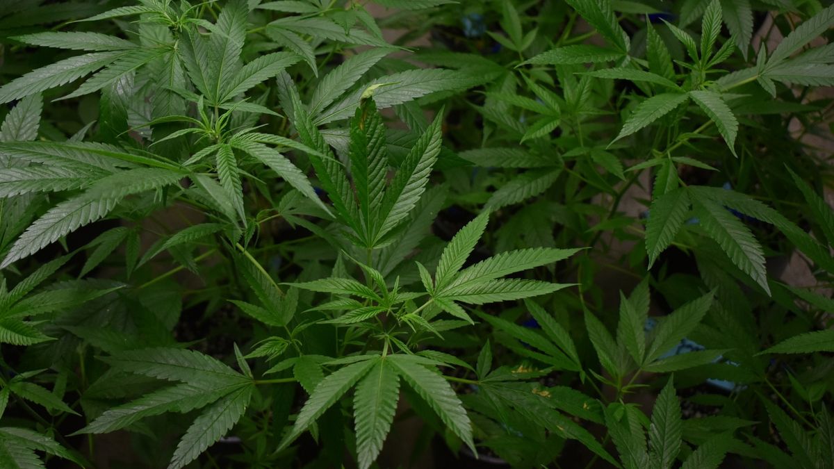 Burgemeester sluit drugspand in Lutjegast