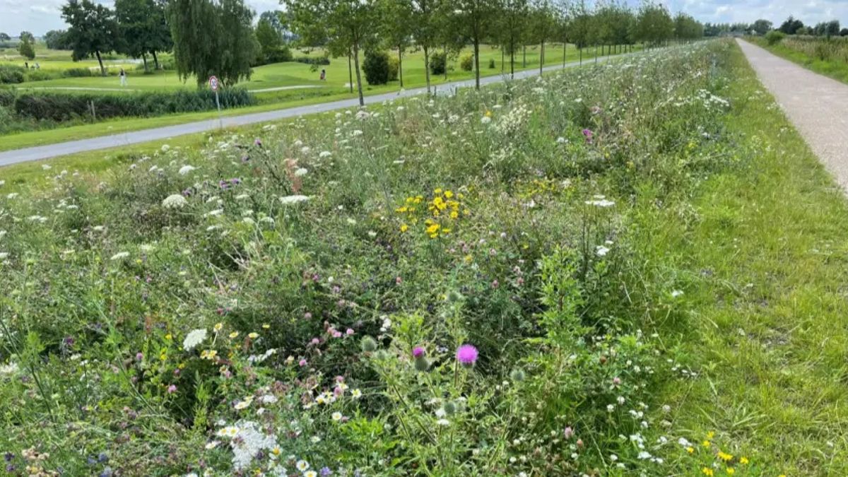 Dijk niet stabiel: klei neergelegd om boel te verstevigen