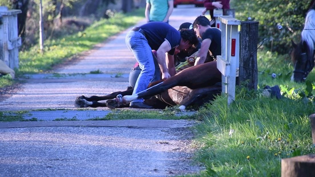 De brandweer heeft het paard bevrijd