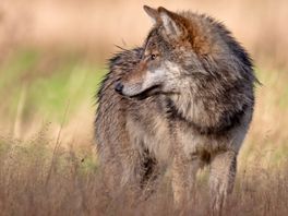 Provincie wil wolf afschieten bij meerdere aanvallen binnen wolfwerend raster
