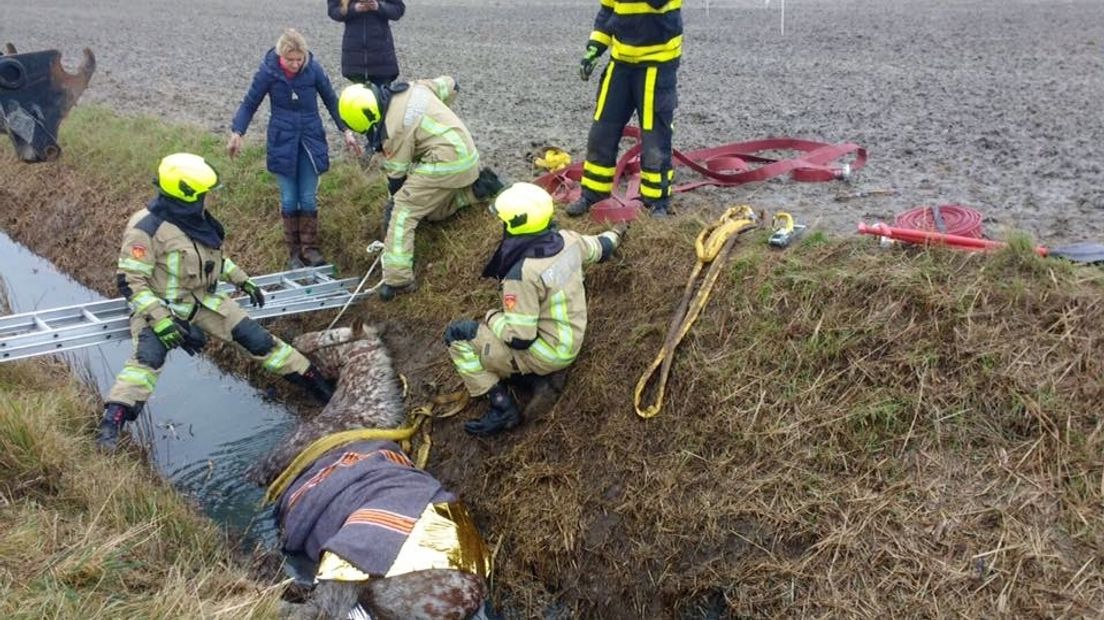 Brandweer haalt paard uit de sloot bij Wissenkerke