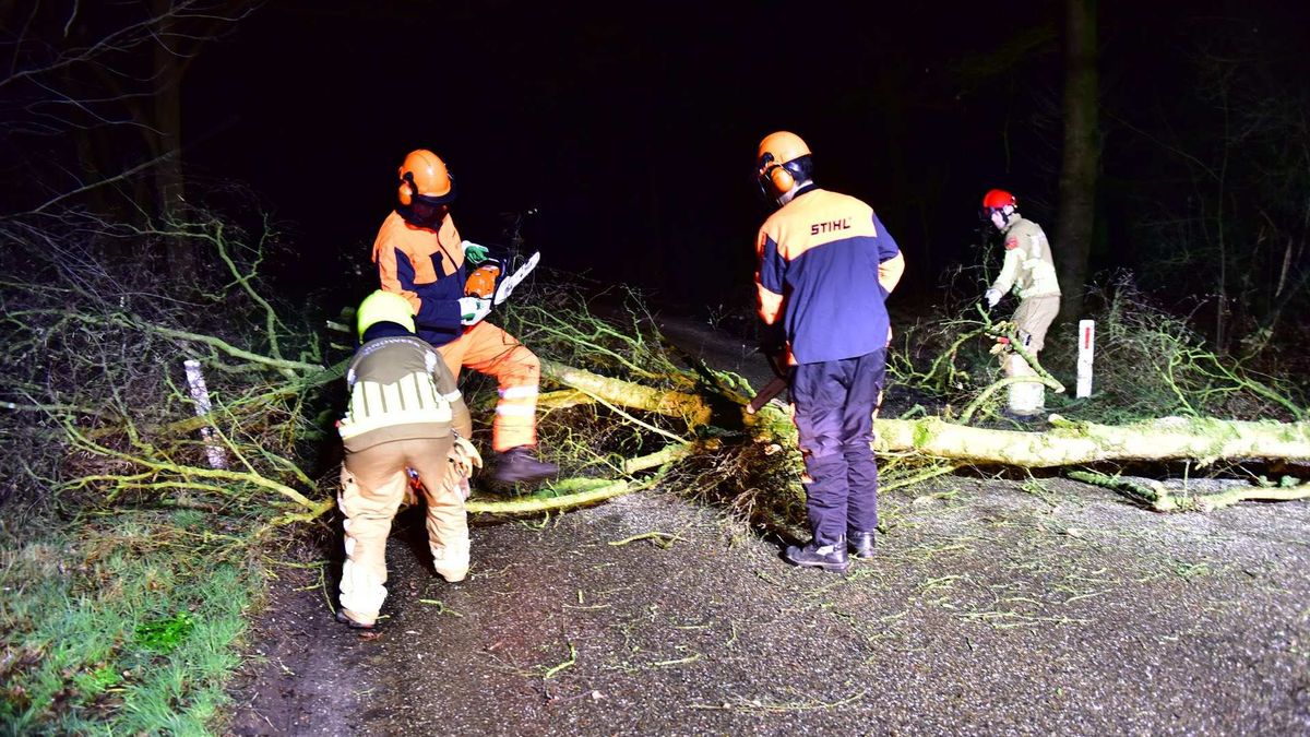 Melding stormschade blijkt opnieuw vandalisme: boom moedwillig omgezaagd in Nederweert