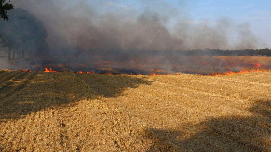 Één hectare tarwe ging in vlammen op bij de korenbrand (Rechten: Van Oost media)
