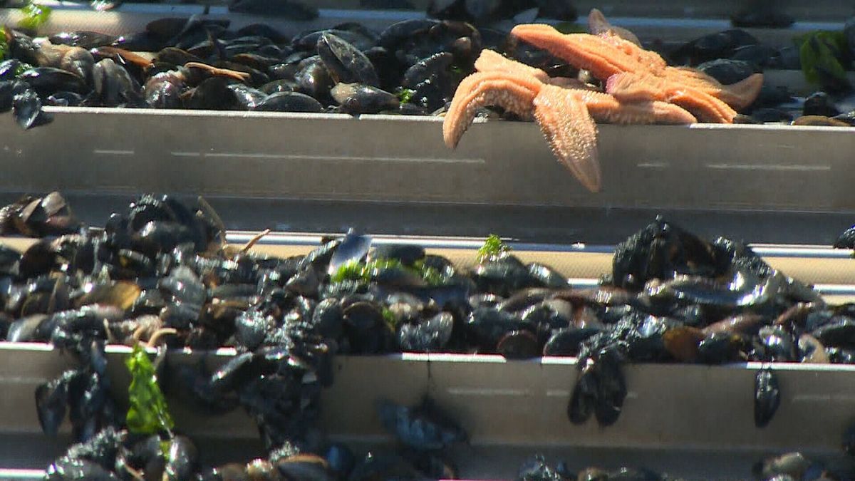 Zeeuwse mosselvissers krijgen toch meer ruimte in de Voordelta