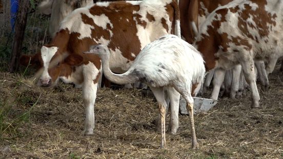 Boer vindt 'struisvogel' tussen zijn koeien: 'Ze zijn maten geworden'