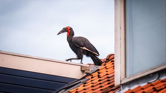Bijzondere vogel op daken in woonwijk, blijkt ontsnapt te zijn Home