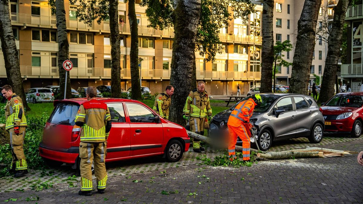 Twee auto's beschadigd door vallende tak