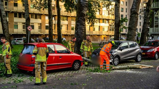 Twee auto's beschadigd door vallende tak