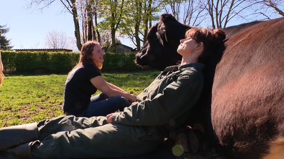 Een koe knuffelen als alternatieve therapie Home