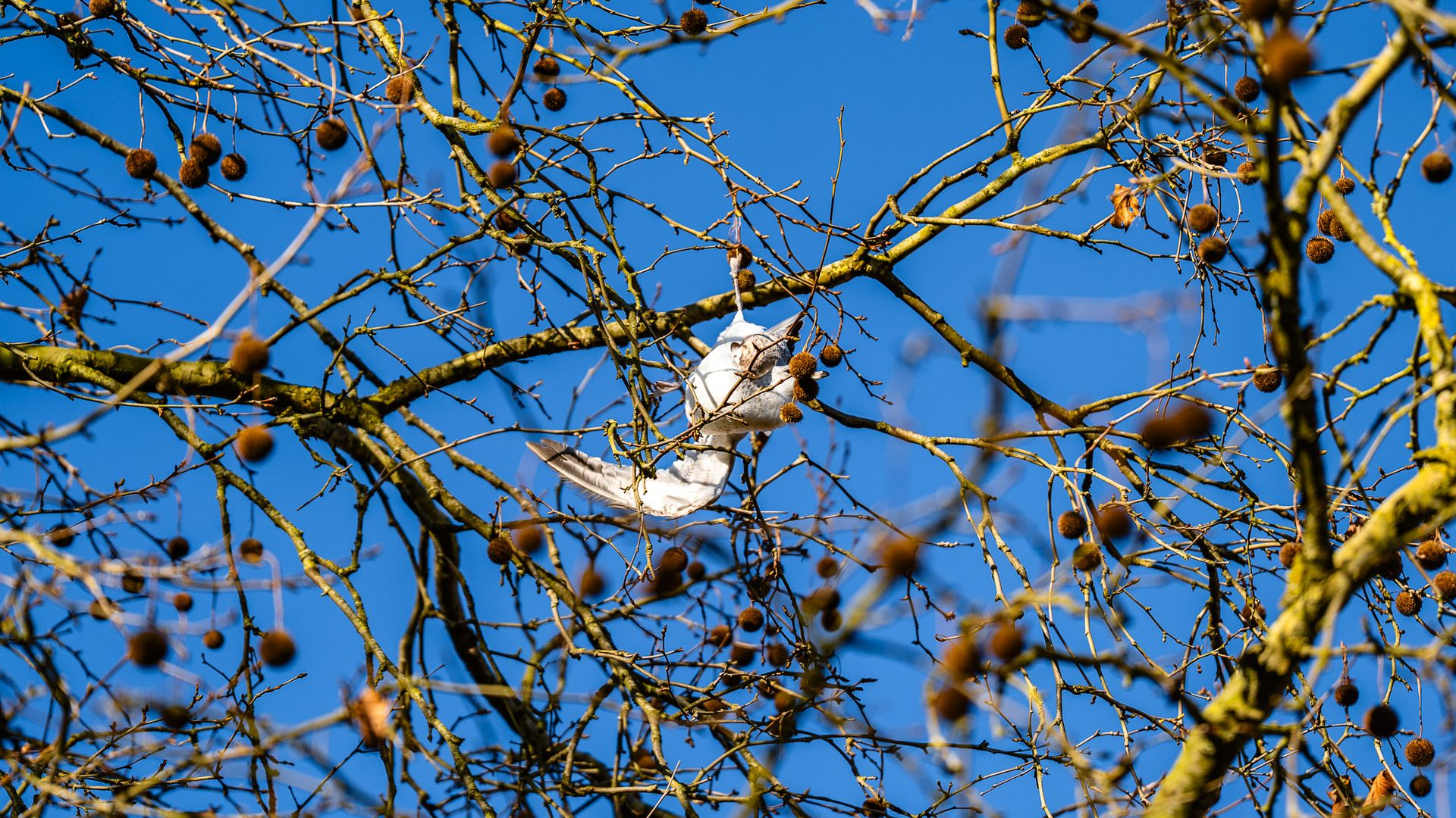 Meeuw hangt vast aan touwtje in boom