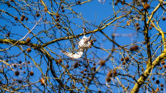 Meeuw hangt vast aan touwtje in boom