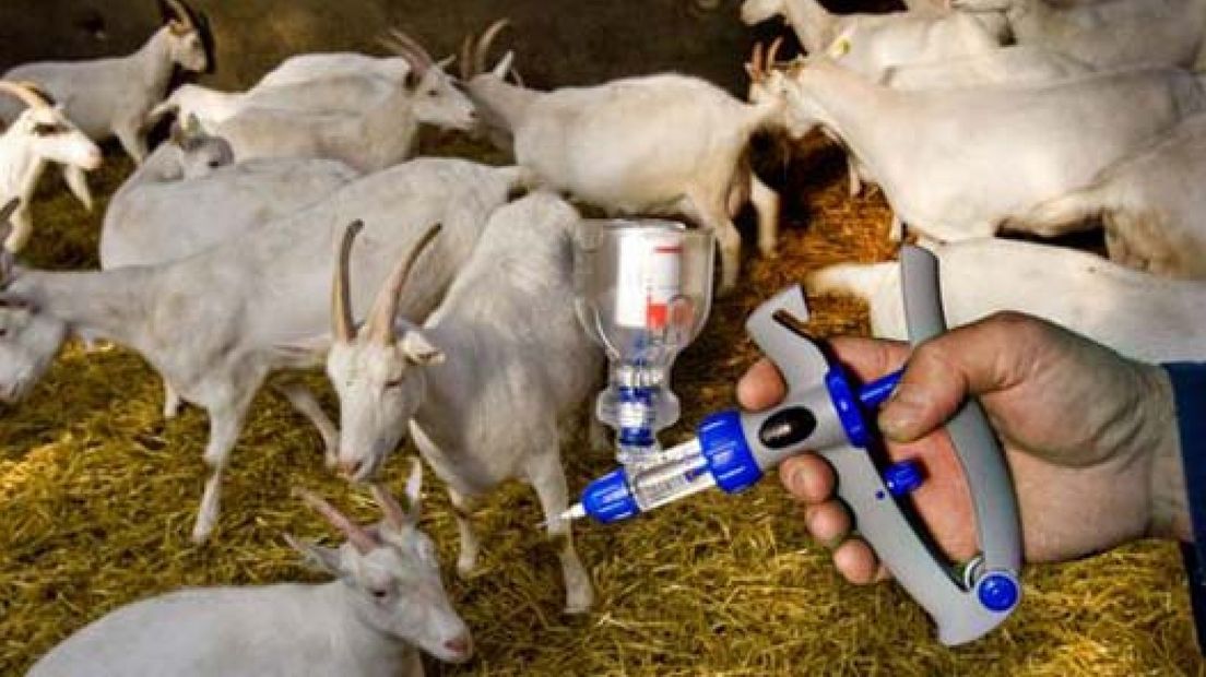 Minder besmettingen met Q-koorts