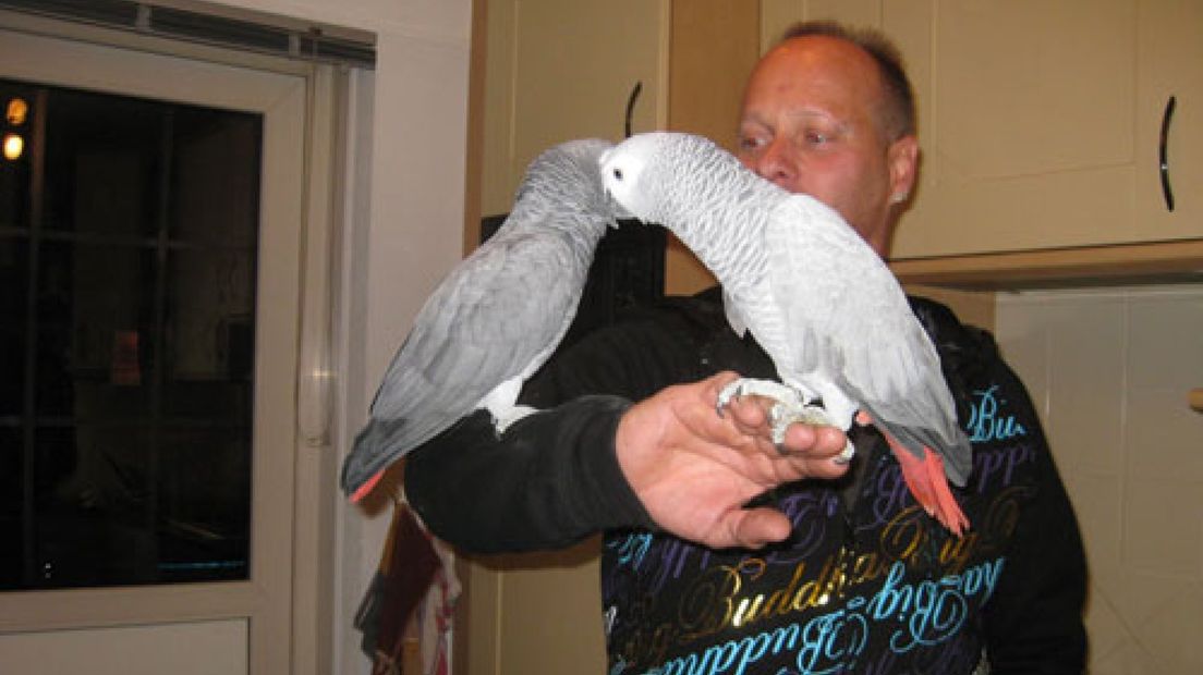 Papegaaien in Lichtenvoorde zoek