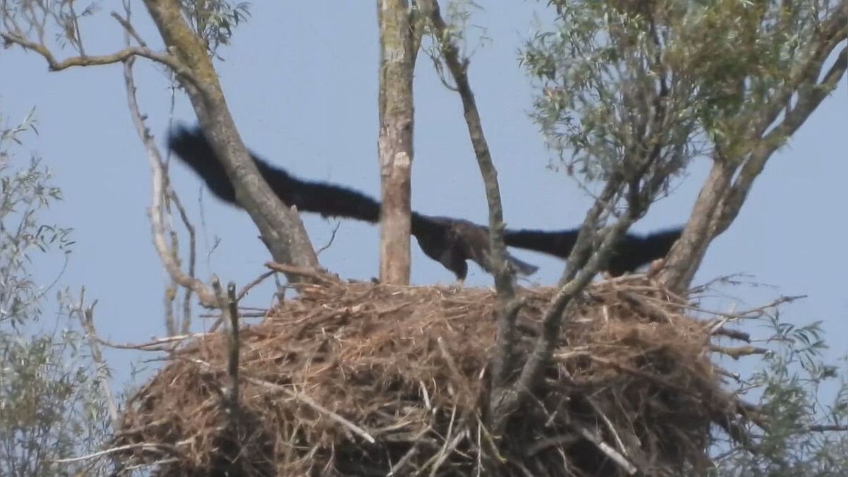 Laatste jonge zeearend van Koudum verlaat het nest