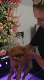 Een spa voor honden
