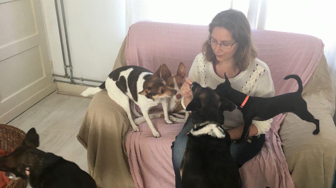 De honden van veganist Christine Burgemeester vliegen op de veganistische hondenbrokjes af