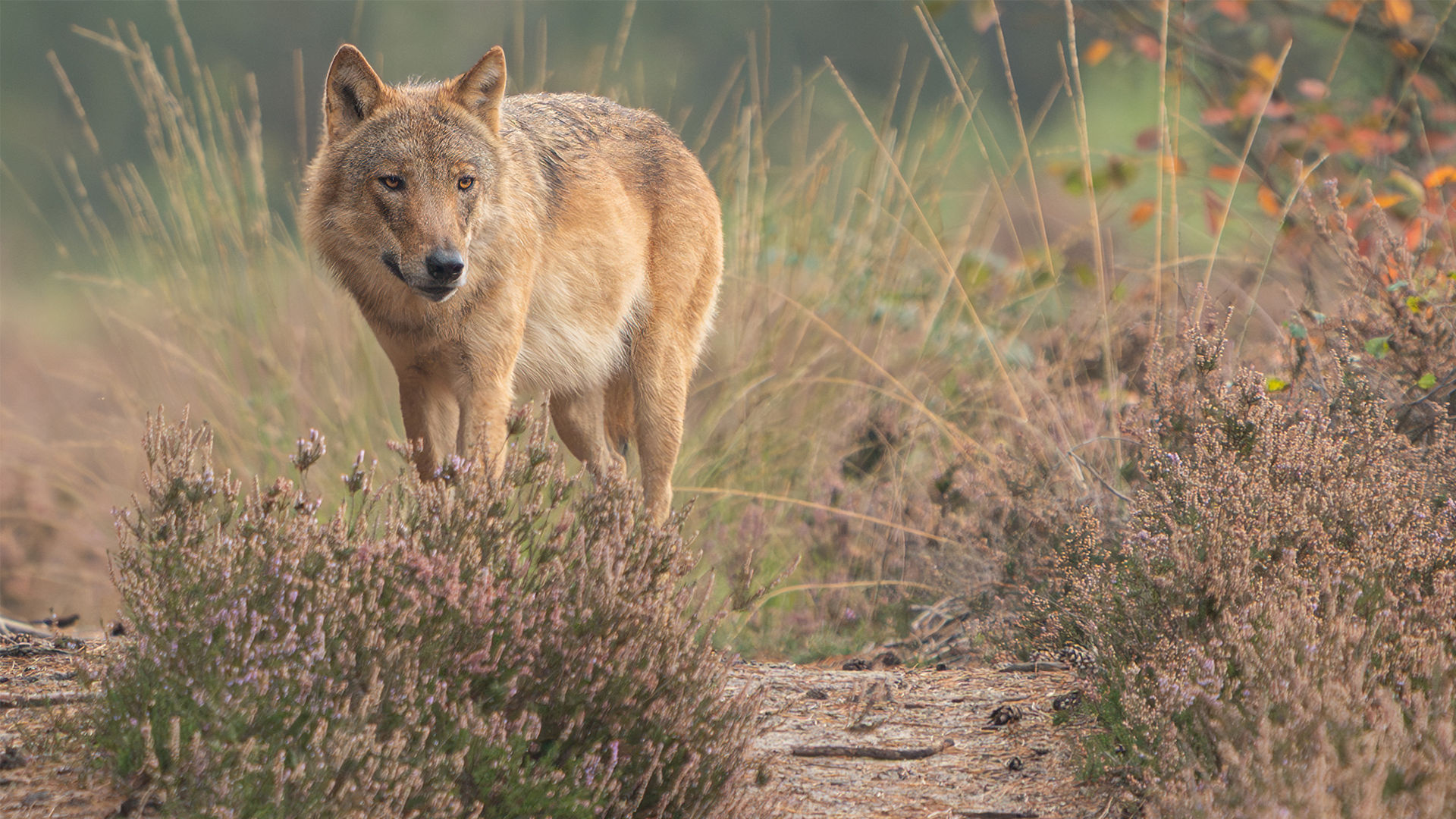 Minder wolvenincidenten door aanlijnplicht, maar 5 keer vaker confrontatie met mensen