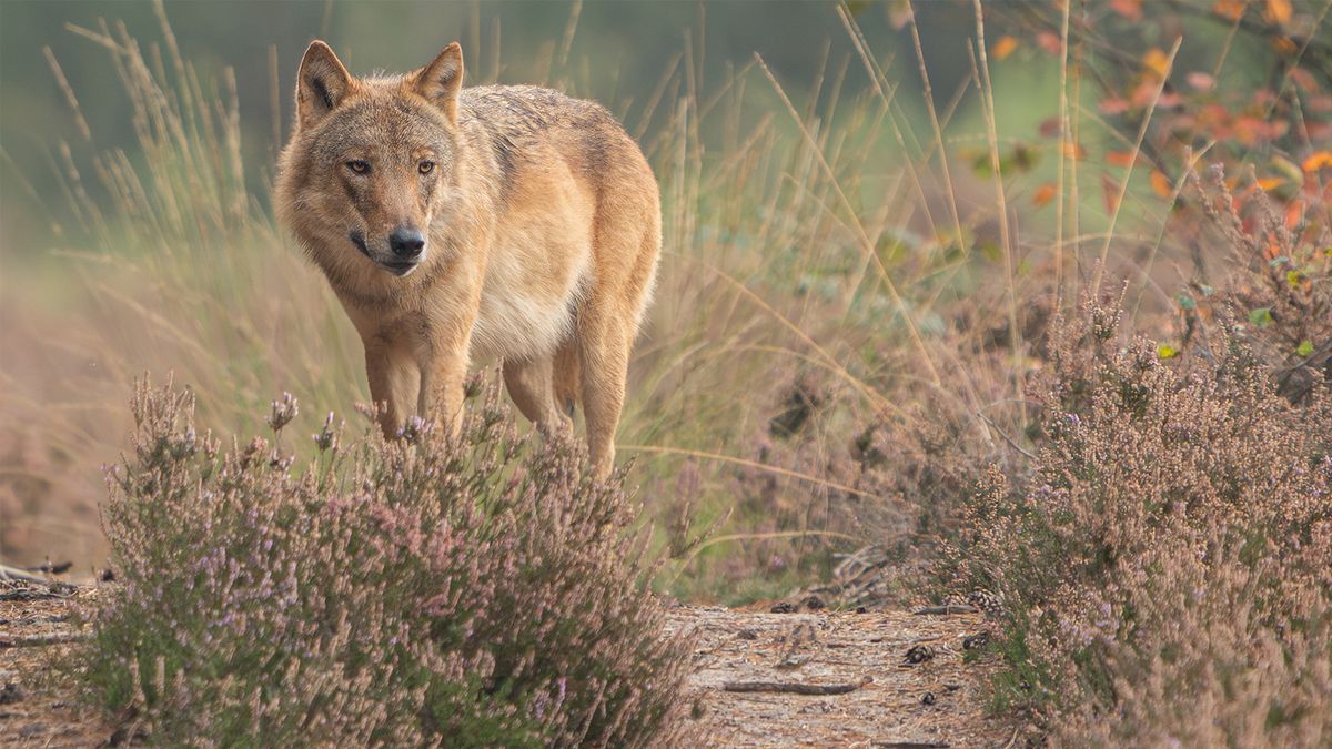 Van probleemwolf tot museumstuk, 'Bram' wordt opgezet in Leiden