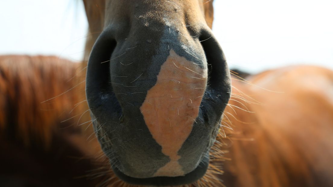 Paard, archieffoto