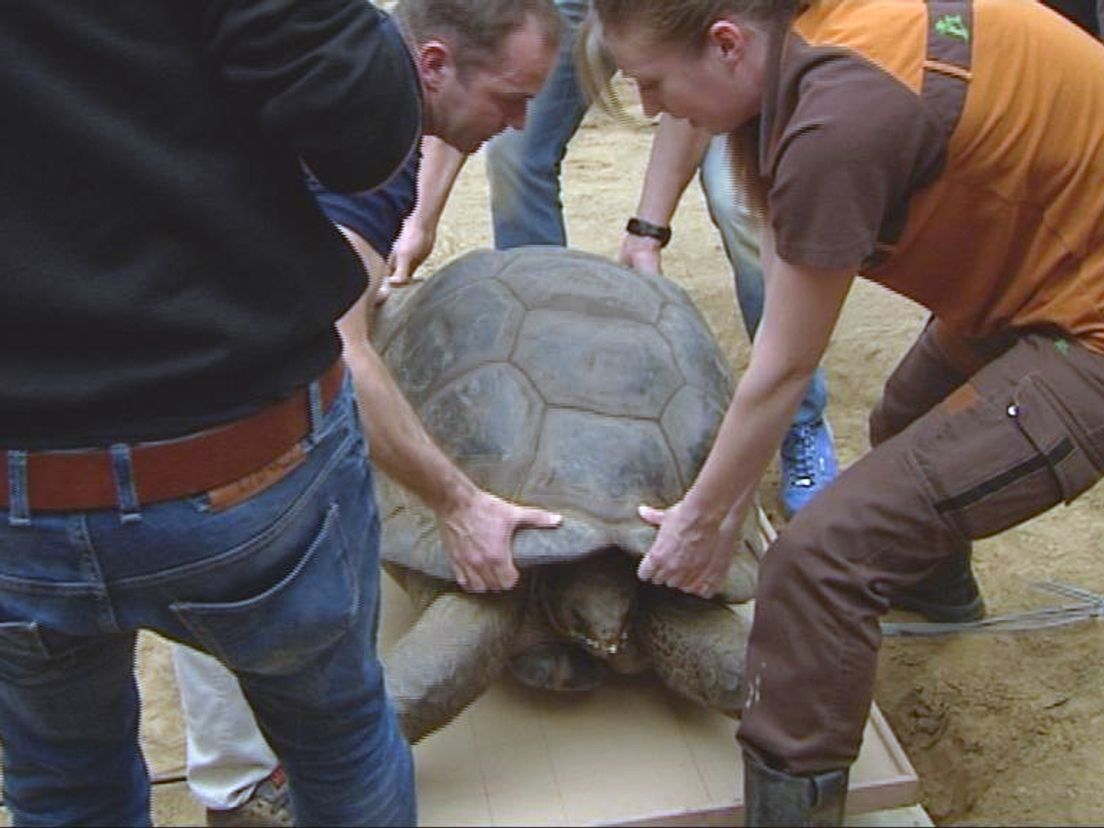 Onderzoekers wegen reuzenschildpadden in Blijdorp