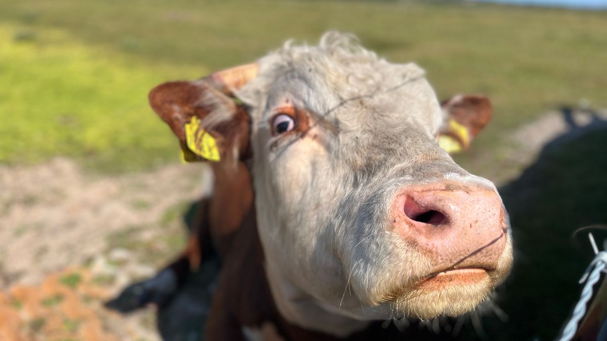 Verboden liefde tussen stier en koe reden dat dierentunnel is afgesloten: 'Niet handig'