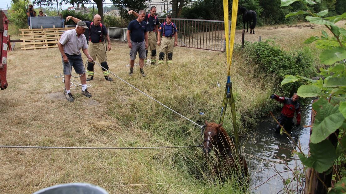 Het paard moest met een verreiker uit de sloot worden getild.