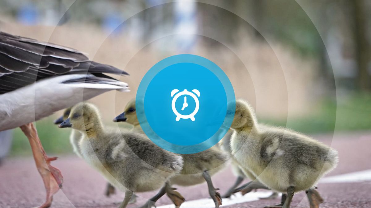 Goedemorgen! Campus Terneuzen, rechtszaak tegen blauwe vlaggen en topdrukte bij gemeentehuis Tholen