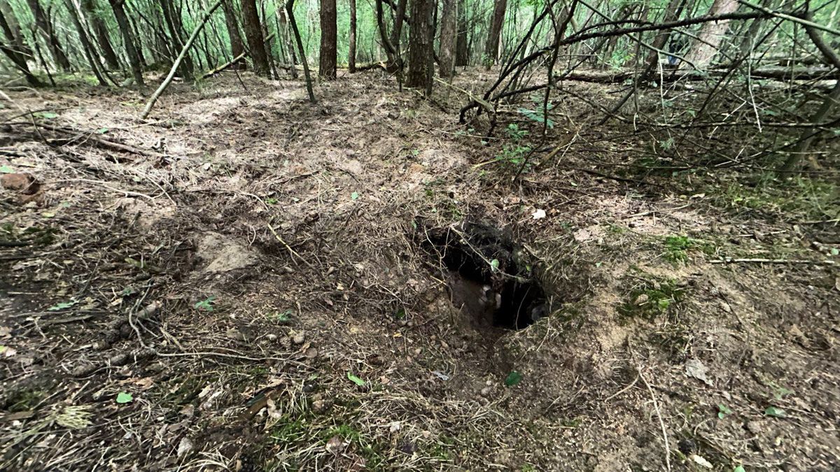 Dassenburcht in Staphorster bos die Defensie moet verhuizen is groot en decennia oud