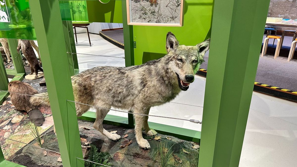 Aangereden Gelderse wolf krijgt plekje in Noord-Hollands museum