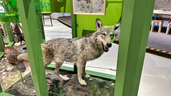 Aangereden Gelderse wolf krijgt plekje in Noord-Hollands museum