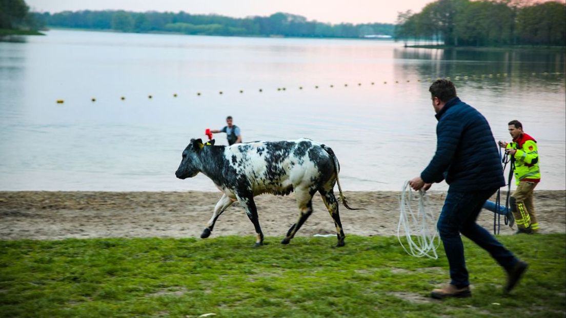 Hulpverleners proberen de koe te vangen.