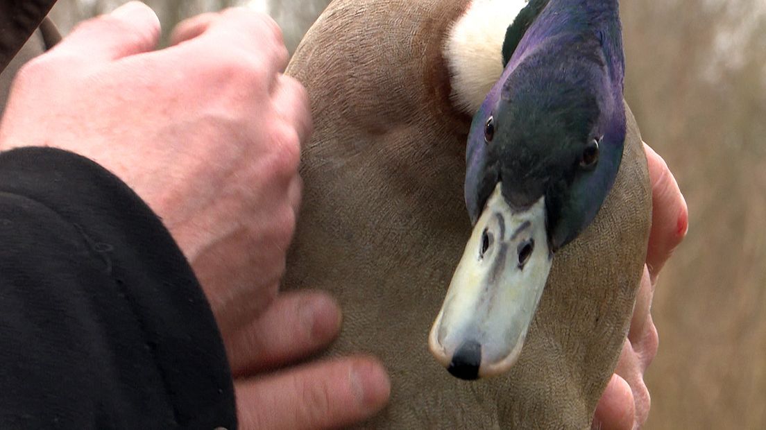 Een wilde eend bij de eendenkooi