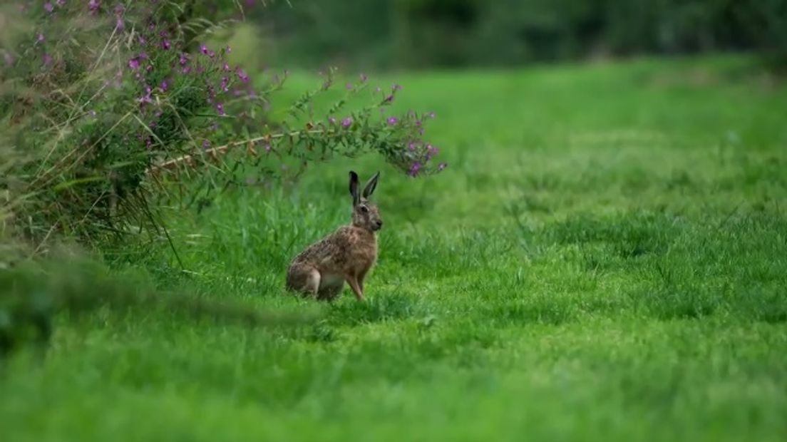 Een haas in 's-Gravenpolder