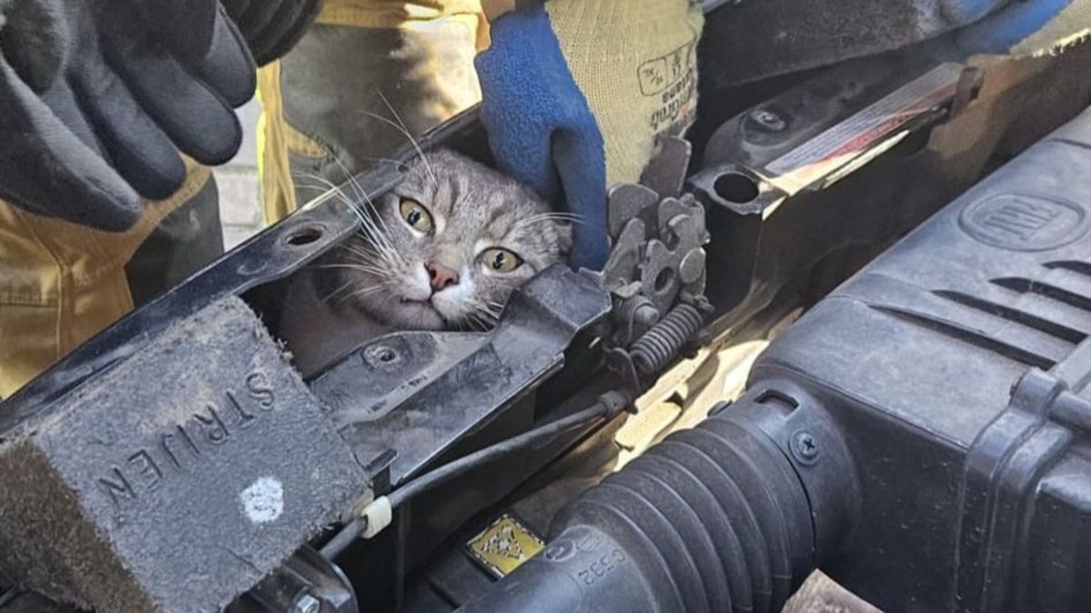 Kat bevrijd die klem zat in auto