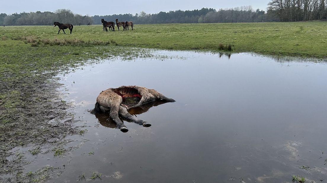 De eerste exmoorpony werd half april gedood