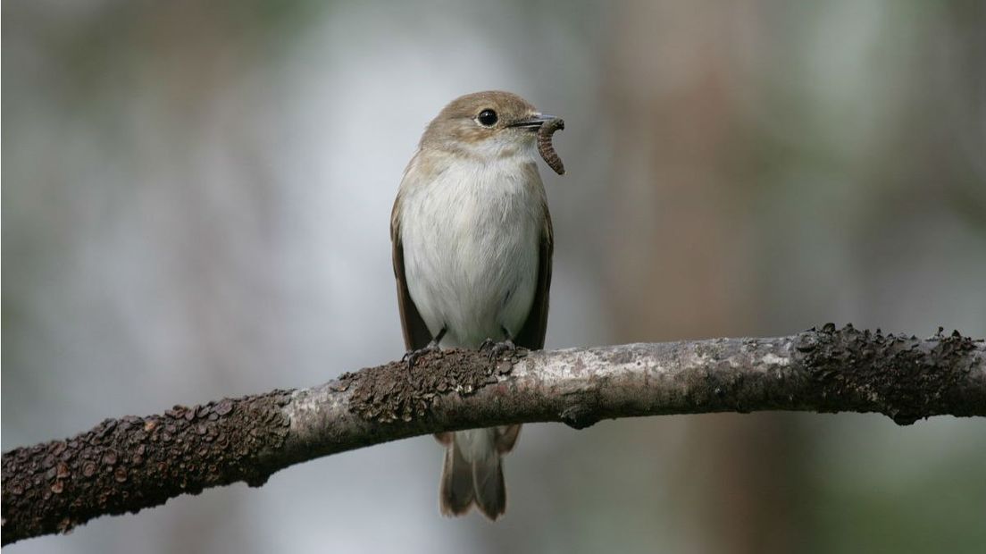 De bonte vliegenvanger past zich aan aan de klimaatverandering (Rechten: Free Nature Images/Bert Hilbers)