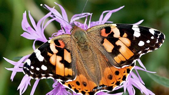Vlinders kunnen duizenden kilometers reizen, zo gaat dat